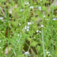 キュウリグサの画像