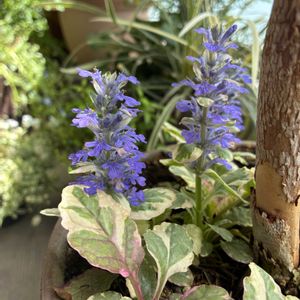 アジュガ,マンション,ベランダの画像