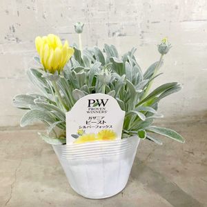 カザニア,ガザニア  ビースト   シルバーフォックス,グランドカバー,プランター,愛知豊明花き地方卸売市場の画像