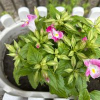 トレニアの画像