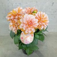 ダリア,ガザニア  ビースト   シルバーフォックス,ダリア　ラベラグランデ　キャラメル,寄せ植え,花壇の画像