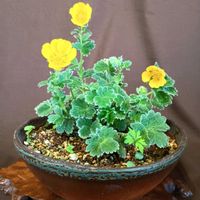 寄せ植え,山野草,白花,鉢植え。,癒されての画像