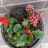 インパチェンス,サルビア,バーベナの画像