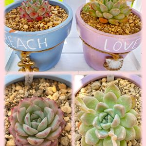 シャクナゲ,フジ,エケベリア,多肉植物,多肉花芽の画像