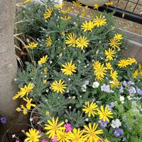 カリブラコア,マツムシソウ,ユリオプスデージー,玄関アプローチ,庭の画像