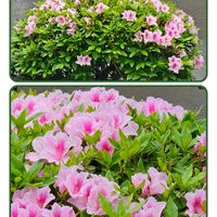 ケヤキ,ハナミズキ,パンジー・ビオラ,ヒラドツツジ,ネモヒィラ♡の画像