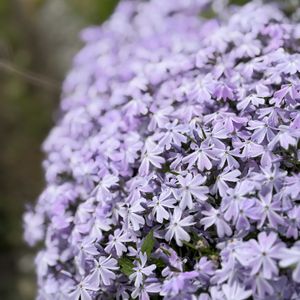 チューリップ,ネモフィラ,芝桜,畑の画像