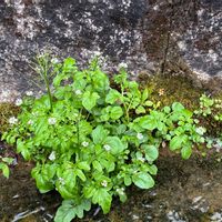 クレソンの画像