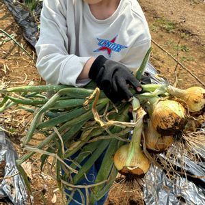 玉ねぎ,梅の実,千葉県,私のお庭,GSforキッズの画像