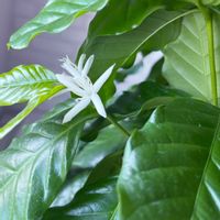 コーヒーの木の画像