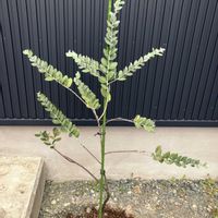 アカシア,ユーカリ,ミモザ,パールアカシア,ユーカリプレウロカルパの画像