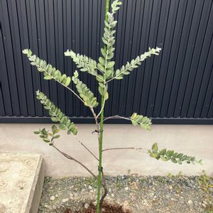 アカシア,ユーカリ,ミモザ,パールアカシア,ユーカリプレウロカルパの画像