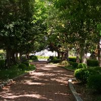 モッコウバラ,藤の花,タンポポの綿毛,お散歩,タニラーの画像