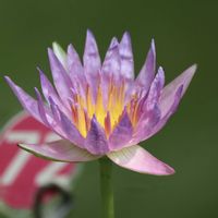 睡蓮,熱帯スイレン,熱帯睡蓮　オーキッドスター,温室,熱帯睡蓮の画像