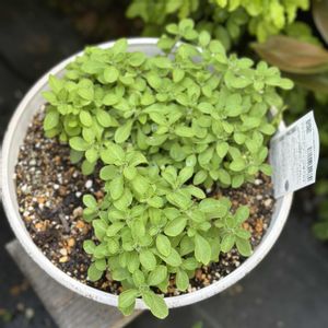 ペチュニア,サフィニアアート,ガーデニング,サフィニアアート さくらこ,山盛りごはんとしらすのガーデニング日記の画像