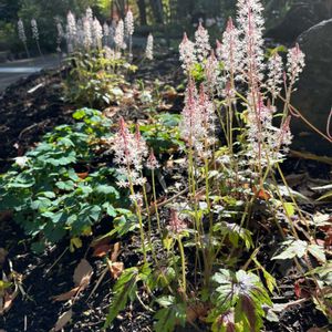 ワスレナグサ,ティアレア,ヒメサザンカ,久屋大通庭園フラリエ,GS句会の画像