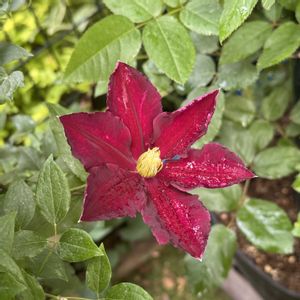 クレマチス,マンション専用庭,ガーデニング初心者,庭の画像