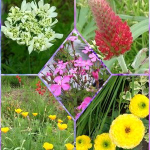 ストロベリーキャンドル,オルレア,シレネピンクパンサー,ラナンキュラスラックスアルテミス,バビアナとカルフォルニアポビーの画像