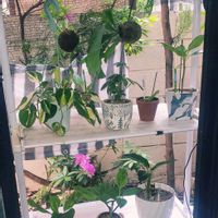 アンスリウム,シェフレラ,ドラセナ,フィロデンドロン・セローム,モンステラの画像