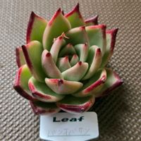 エケベリア,パンオバサン,多肉植物,エケベリア属,初購入の画像