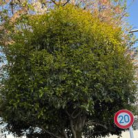 キンモクセイの画像