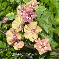 クレマチス,フロックス,ペチュニア,ペチュニア,ペチュニアの画像