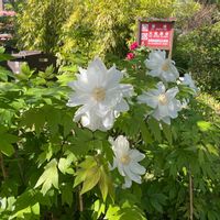 月下美人の画像