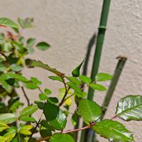 アジサイ,レモン,ミニバラ,害虫駆除の画像