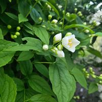 バイカウツギの画像