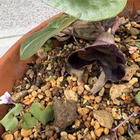 アリストロキア,パンダカンアオイ,カンアオイ,山野草,塊根の画像