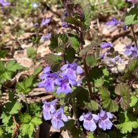 カキドオシの画像