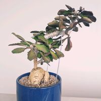 ユーフォルビア アンボボンベンシス,ユーフォルビア アンボボンベンシス,ユーフォルビア,珍奇植物,根塊植物の画像