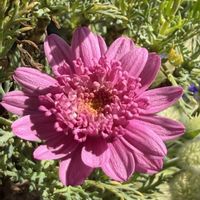 マーガレット,PWマーガレットフランボワーズスフレ,キュンキュン乙女倶楽部,キュンキュン乙女倶楽部No.243,しあわせ運べるようにの画像