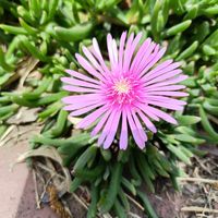 マツバギク,かわいい,開花,癒し,美しいの画像