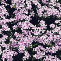 シバザクラ,プリムラ　ジュリアン,神戸べっぴんさんパンジー,マーガレットストロベリーホイップ,アーカイブROKAリスペクトの画像