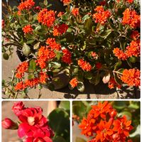 ジュズサンゴ,カランコエ・ カランディーバ,八重咲きカランコエ,キキョウソウ,日曜ビタミンカラー♪の画像