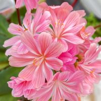 アイビーゼラニウム,レウィシア,ラウリンゼ,茜の塔,ゼラニウム　ムーンライト　ルイーズの画像