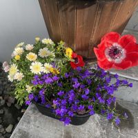 寄せ植え,玄関アプローチの画像