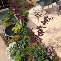 スモークツリー,緑のある暮らし,みどりのある暮らし,小さな庭の画像