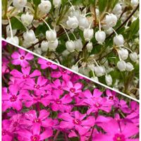 ドウダンツツジ,しばざくら,多肉植物,ネコ好き,多肉中毒の画像