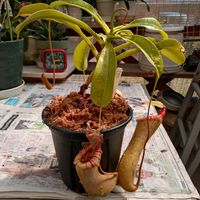 ネペンテス,食虫植物・ウツボカズラの画像