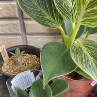 多肉植物,多肉男子,DAISO産,フィロデンドロン バーキンの画像
