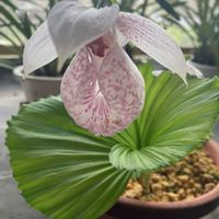 クマガイソウの画像