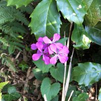 ムラサキハナナの画像