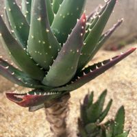 アロエ,アロエ 不夜城,ドライガーデン,多肉デビュー,親子の画像