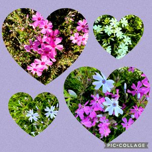 シバザクラ,シバザクラ,ペラルゴニウム,ペラルゴニウム,葉牡丹の花の画像