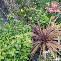 レモン,ユーフォルビア・ゴールデンレインボー,ドドナエア,コルジリネ レッドスター,ラナンキュラス　ラックスの画像