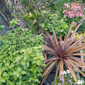 レモン,ユーフォルビア・ゴールデンレインボー,ドドナエア,コルジリネ レッドスター,ラナンキュラス　ラックスの画像