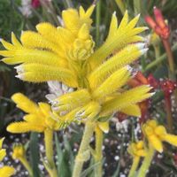 カンガルーポーの画像