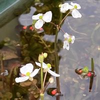 ルビーネックレス,火祭り,虹の玉,だるま秀麗,ナガバオモダカの画像